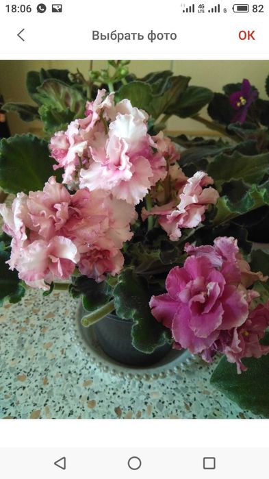 Фиалка сортовая выставочная.