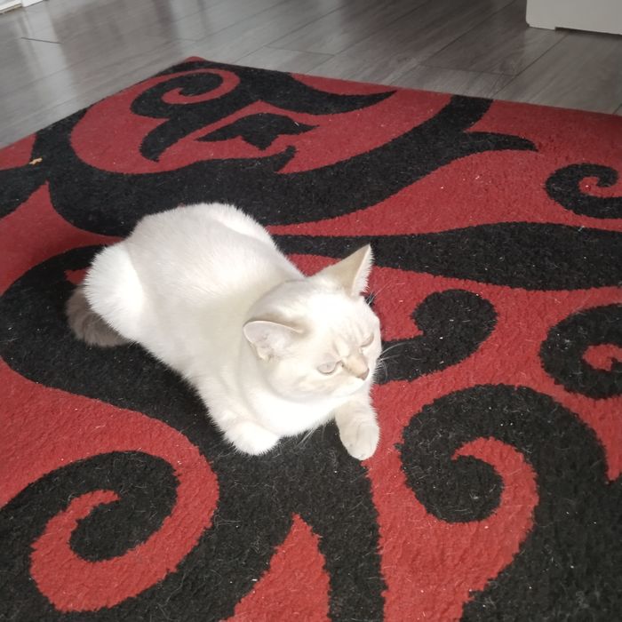 Шотланкая Скоттиш-страйт.