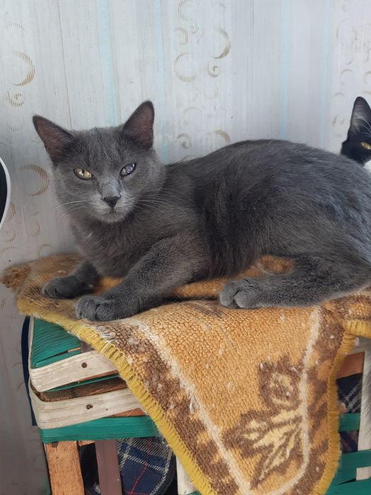 Кошек стерилизованых в ДОБРЫЕ руки!