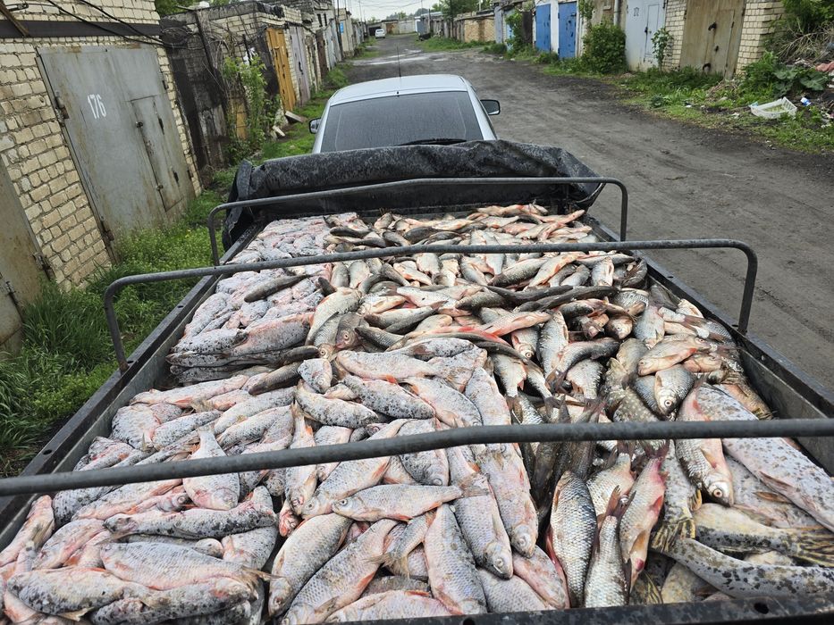 Чебак, плотва, сарога, ОПТОМ !!!