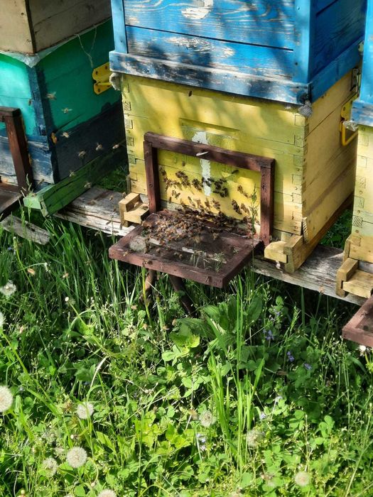 Vând familii de albine