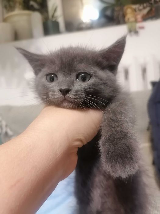 Отдадим котёнка девочку