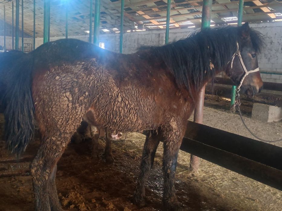 Семіз дөнен сатылады