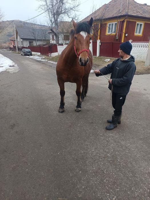 Mânză de 2 ani jumate vând sau schimb cu vaci sau juninci