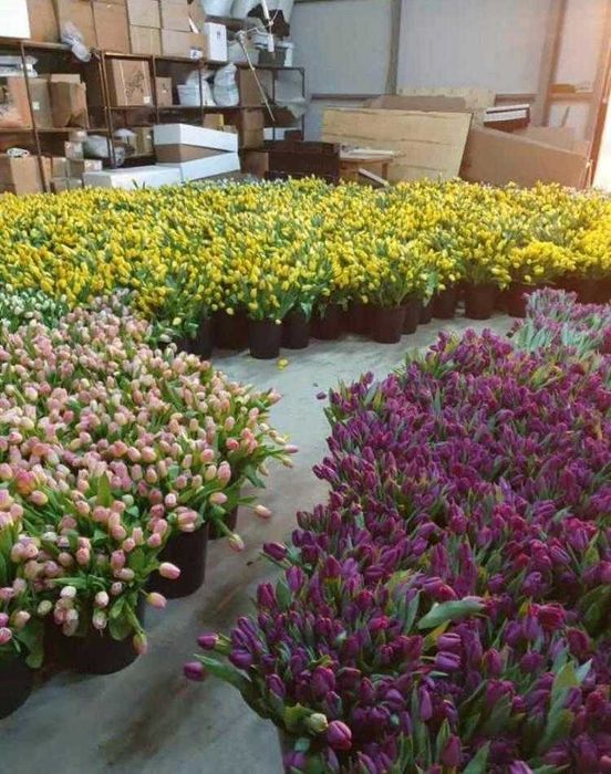 Тюльпаны Астана Оптом Голландия и Беларусь