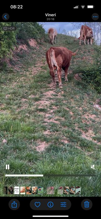 Taur de vanzare frumos