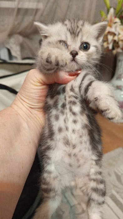 Шотландские  серебристые