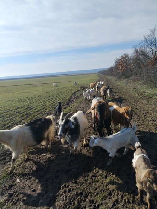 Vând capre bune de lapte