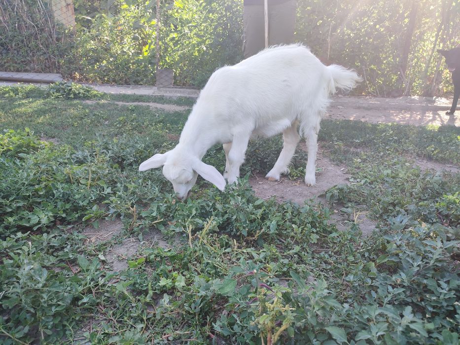 Дойная коза с козленком