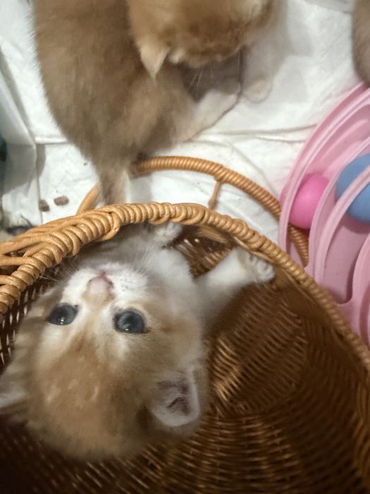 Золотые шиншиллы шоу класса