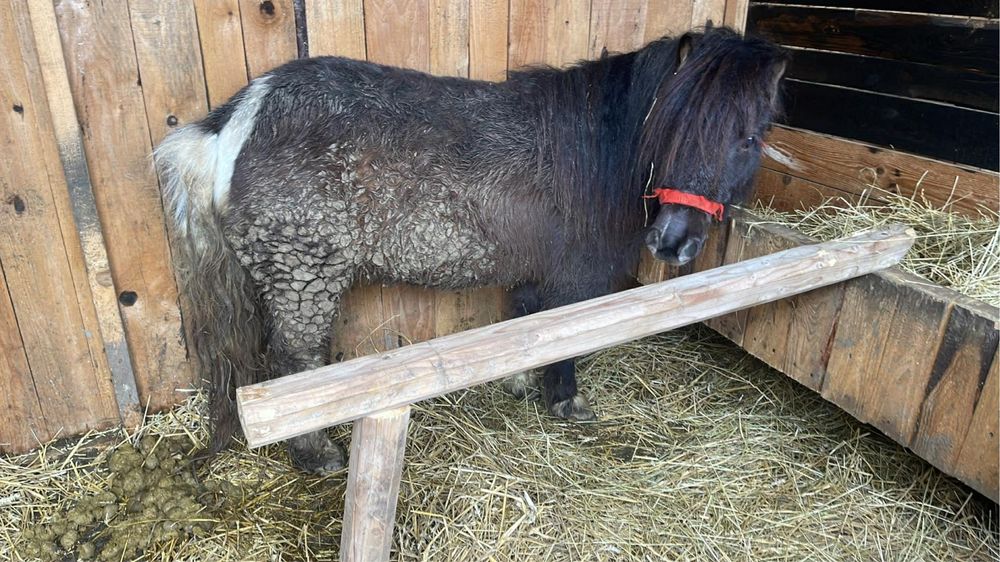 Poneita talie mica  5 ani