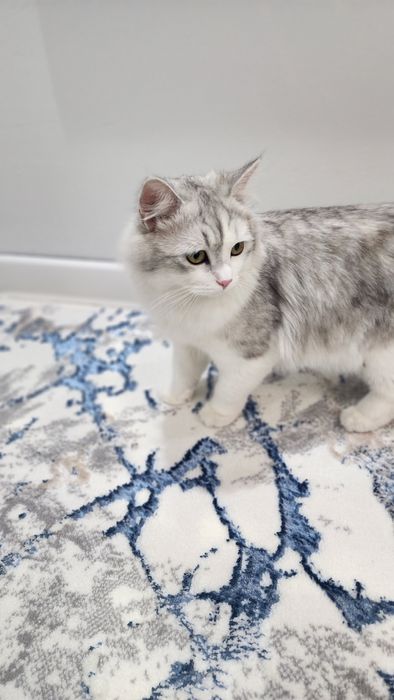 Scottish strayt heylund