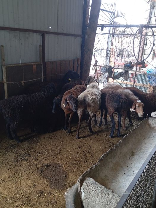 Шаруа койлар сатылады