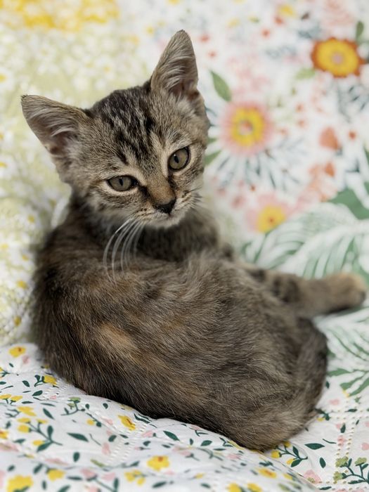 Котенок девочка 2 месяца