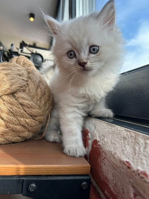 Британски котета