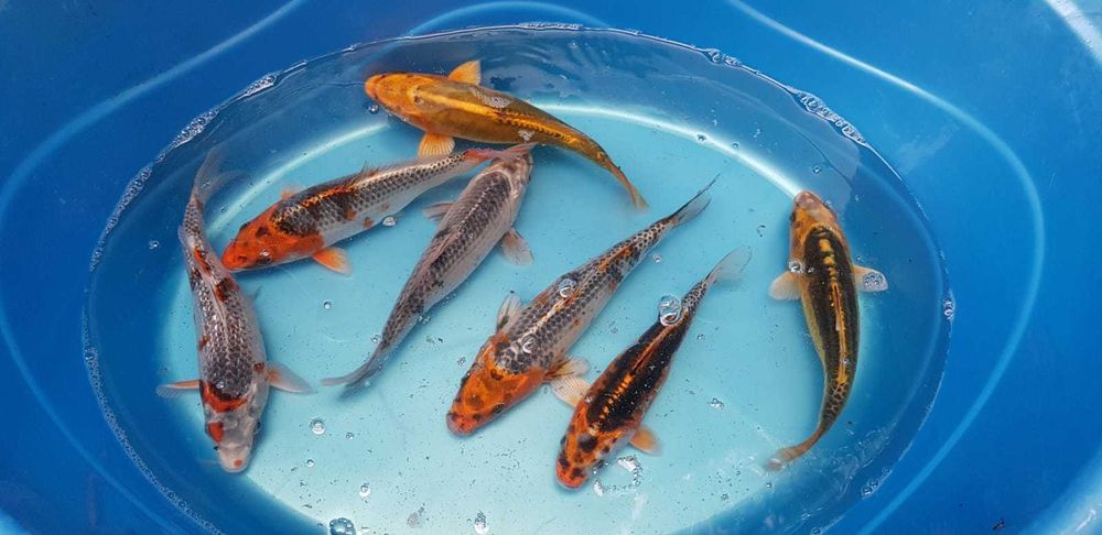 Vand sturioni(aligator,) , crapi koi , butterfly, subunchini si oranda