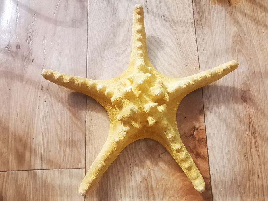Stea de mare fosilizata /  Decoratiune stea de mare deosebita