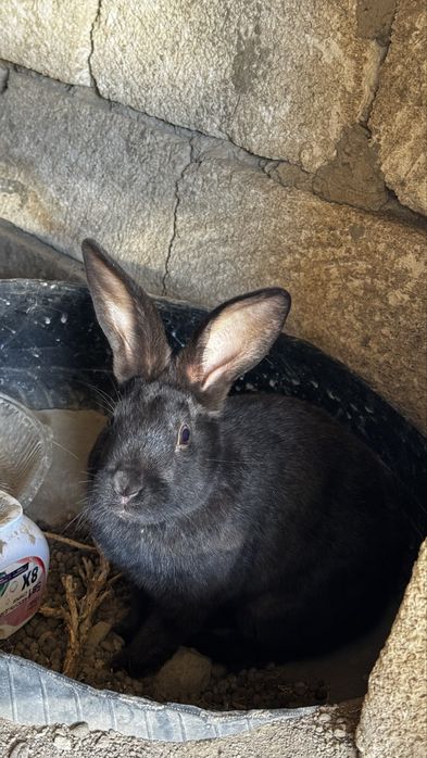 Қояндар сатылады