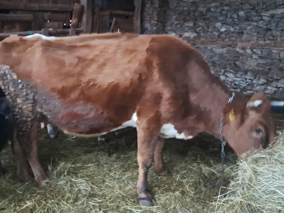 Vaca genstantain 8 luni de vânzare