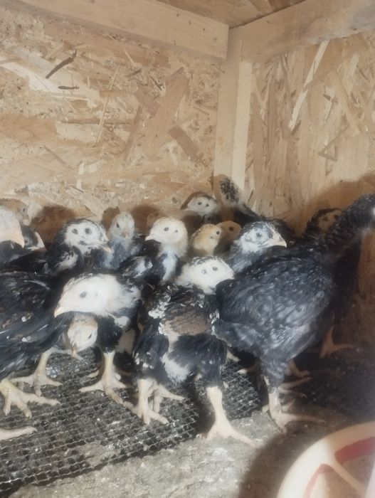 Pui combatant , wyandotte argintiu , australorp