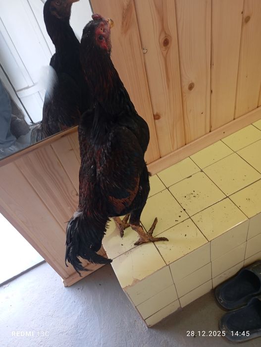 Джужа шамо Корец сатлады