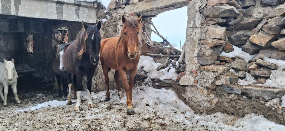 Айғыр 6 жасар только обмен