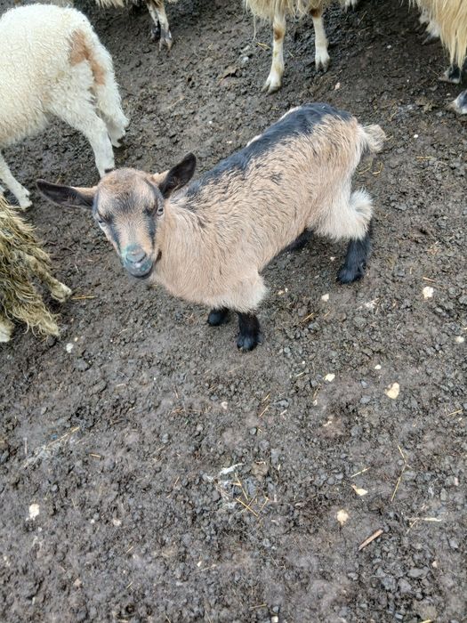 Vând o iada din primăvară și un tapuc.