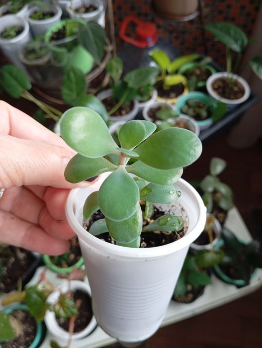 Продам отростки комнатных растений