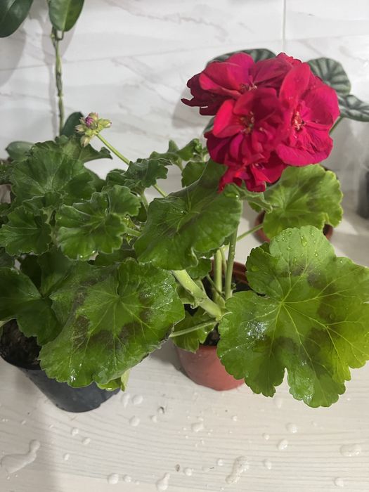 Комнатные растения