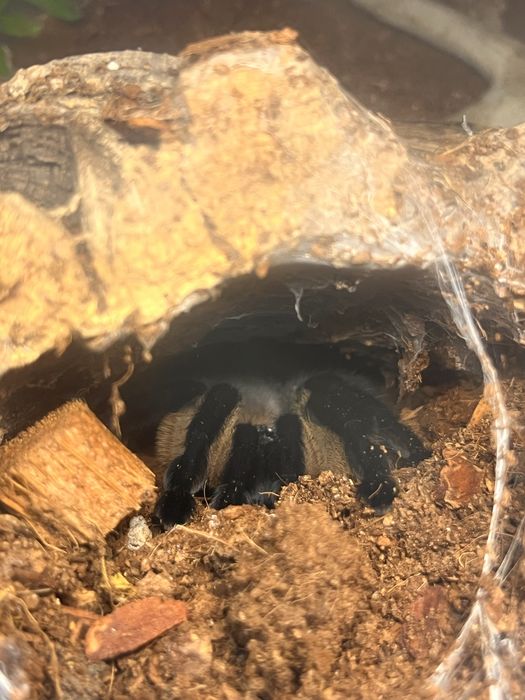 Vand tarantula + terariu