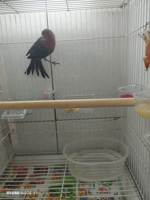 Красный черный мазайка сотилади. Нар