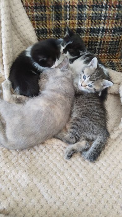 Котята в добрые руки