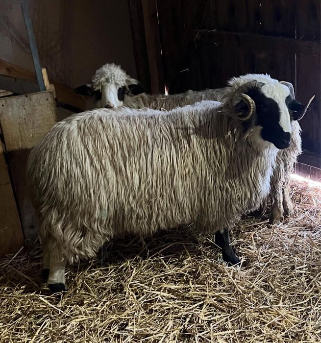 Vand berbec sau schimb cu oi!!