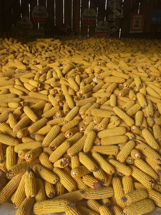 Vand borumb boabe sau stiulete