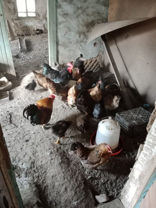 Продам куры и один петух