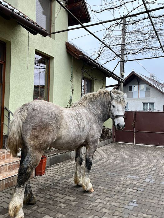 Armăsar de vânzare sau monta