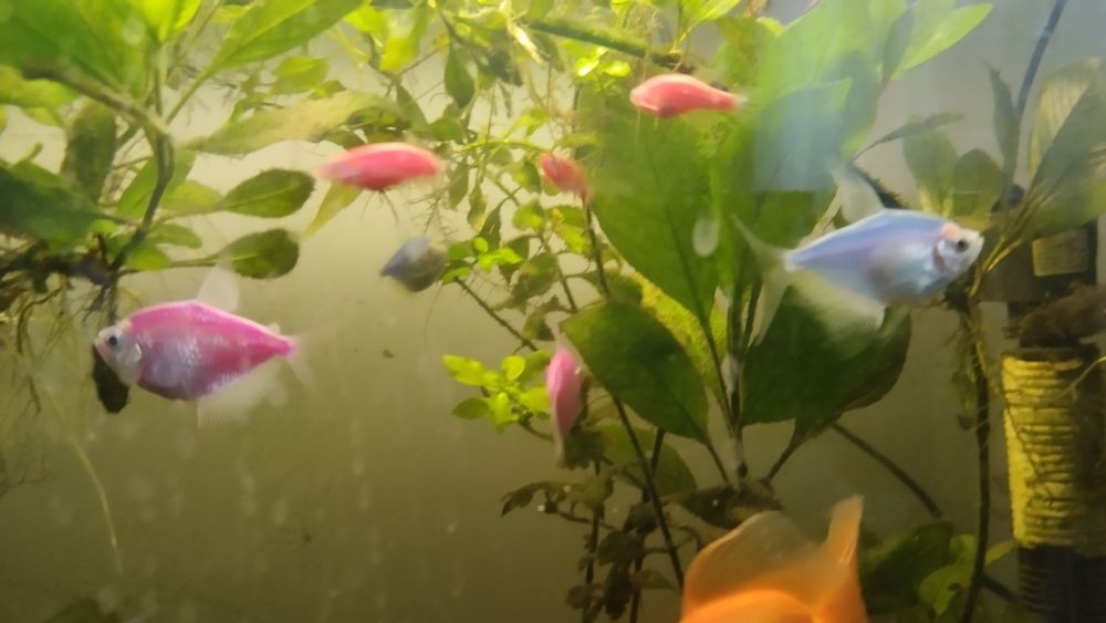 Продам аквариумные рыбки