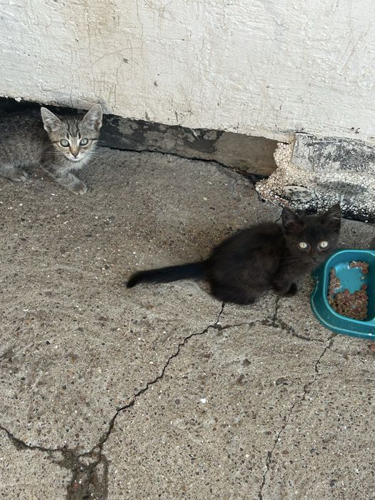Отдам котят в добрые руки