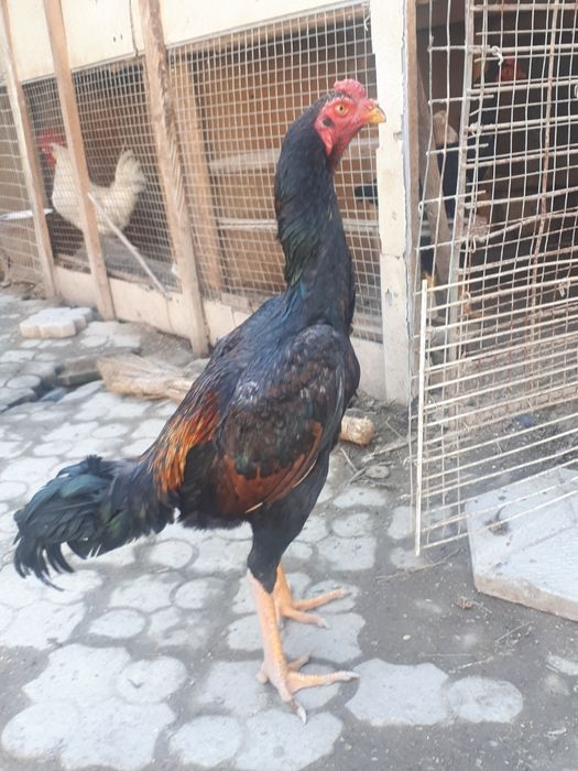 Dakan xurozlari sotiladi