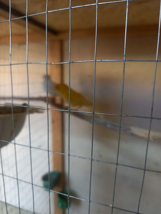 Канарейки продам.