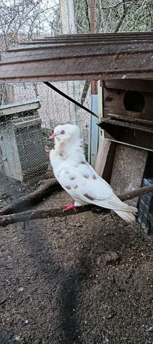 Rațe Smarald , Porumbeii Capucini și Rațe Olandezei