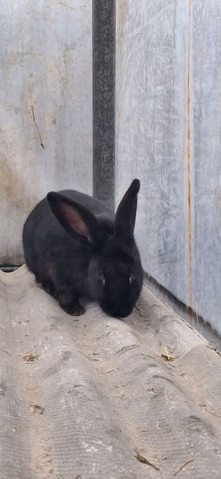 Iepuroaică de vânzare preț negociabil