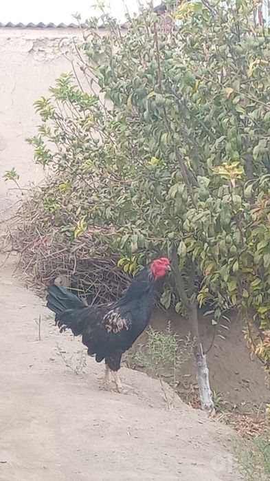 soğlom xuroz sotiladi
