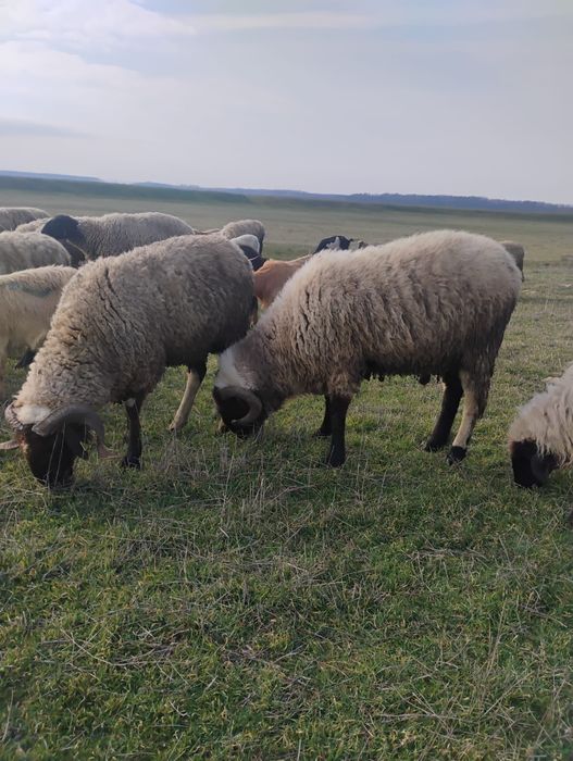 Vand berbeci  carabasi