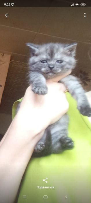 Шотланские 1 месяц