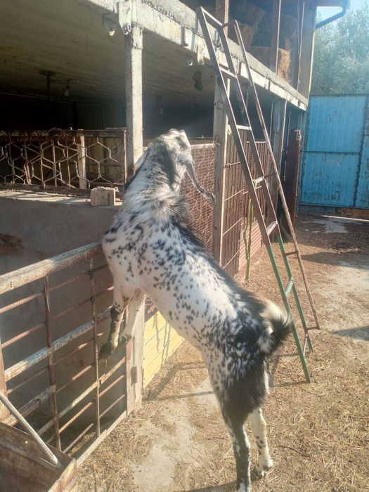 Pokiston Echkisi Sotiladi yoshi 2 yosh erkak.