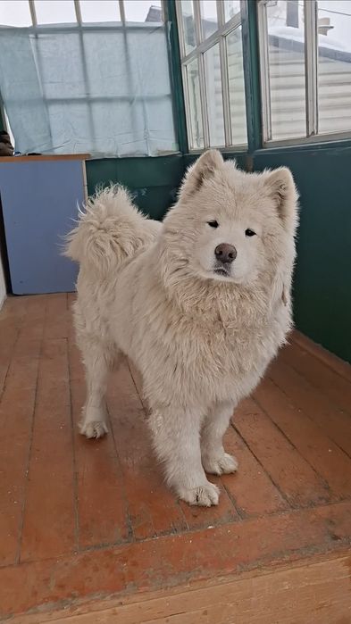 Племенной Самоедская Собака