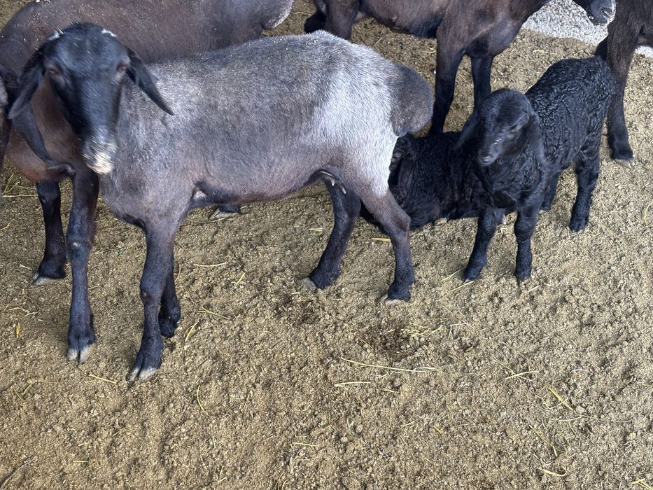 Бухара лелин юли