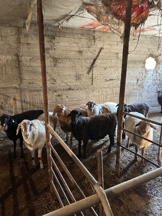 Қой сатылады /продам баранов
