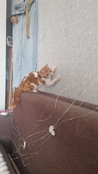 Котенок ищет семью.